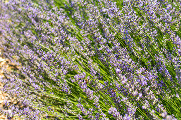 Obraz premium Lavender Garden
