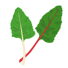 スイスチャード 　葉物野菜のイラスト素材