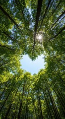 Obraz premium Dense forest canopy forms a perfect heart shape revealing a bright blue summer sky above. Nature's romantic design is highlighted by sunlight ,symbolic ,lush ,tranquility