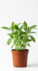 Obraz premium Fresh potted sage plant with vibrant green leaves isolated on a pure white studio background, perfect for gardening and culinary themes ,white background, terracotta, culinary