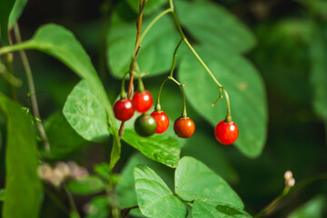 秋の森　ヒヨドリジョウゴの実01