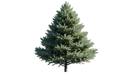 Blue spruce tree