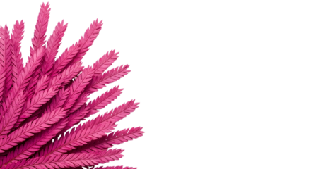 A cluster of vibrant pink dried flowers or grass