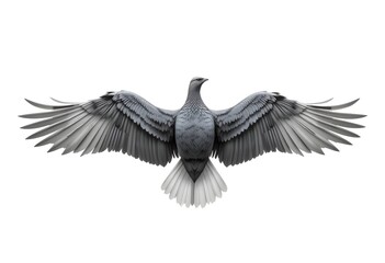 Obraz premium Gray bird or dove with wings fully spread, isolated on white background, freedom peace symbol design.