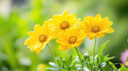 Elegant image of three yellow blooms in a serene garden, close-up perspective perfect for natural-themed websites