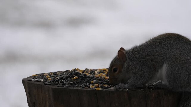 Birdfeeder 0985 Squirrel Birds Wildlife Backyard