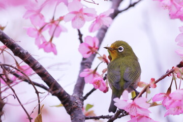 満開の桜の花にとまるメジロ