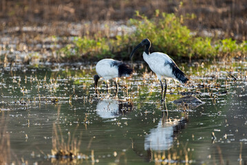 Ibis sacrés en Namibie