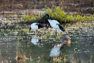 Deux ibis sacrés 