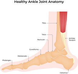 Healthy Ankle Joint Anatomy Diagram Vector Illustration