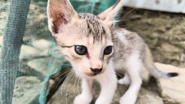 Adorable kitten with captivating eyes exploring the world, perfect for heartwarming stories and pet-themed content