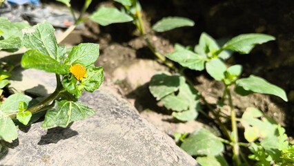 Delicate yellow flower with vibrant green leaves growing in natural light, a symbol of nature's beauty