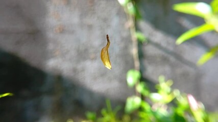The yellow leaf hanging on spider web blown by the wind