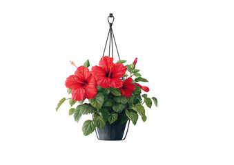 A vibrant hanging basket of red hibiscus blossoms with green foliage, against a black background