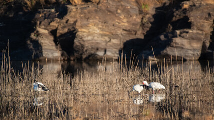 Ibis sacrés et spatule blanche dans une zone humide