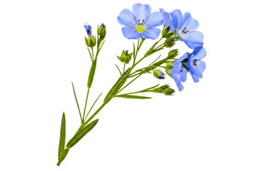 Stem of beautiful blooming blue flax flowers with green leaves isolated on transparent background