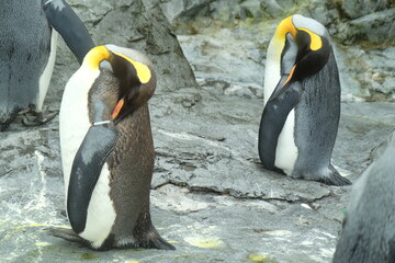 Sleeping penguin © Ayumi