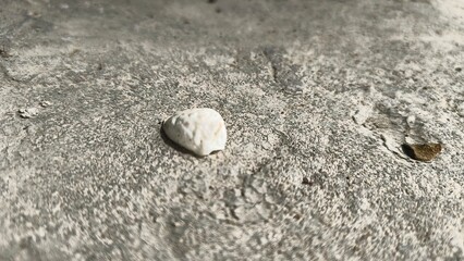 Explore the textures of nature with this guava leaf against a weathered gray surface, perfect for...