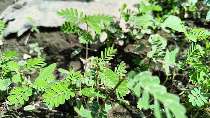 Fresh green plants thrive in garden soil, bringing nature's beauty to your sustainable earth projects