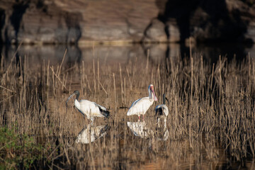 Ibis sacrés et spatule blanche dans une zone humide en Namibie