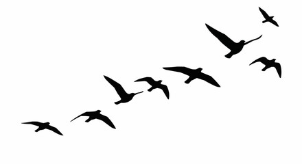 Flock of Birds Silhouettes Flying in Formation Against White Background.
