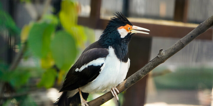 close-up photo of a starling perched on a tree