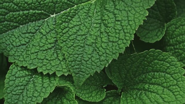Close-up view of textured mint leaves