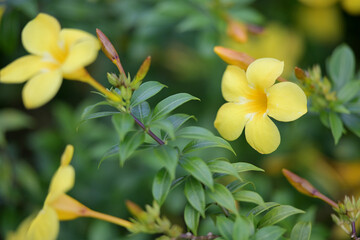Fototapeta premium Vibrant yellow flowers bloom with soft green bokeh background