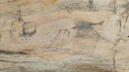 old wood texture. Top view of wood vein cut. light brown white textured tree trunk with veined inner surface. Close up of wood texture