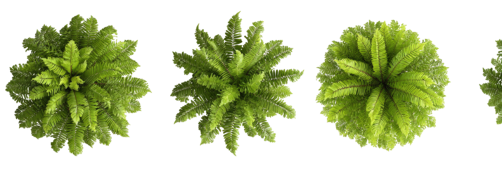 Overhead view of four round, lush, green, leafy plants against a black background