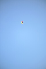 Colorful kite soaring high in a clear blue sky