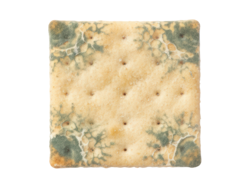 Moldy cracker square biscuit food spoilage green mold aged texture with caution