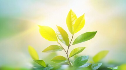 Fresh green leaves catch warm sunlight in a peaceful garden setting, evoking a sense of tranquility and renewal during the spring season.