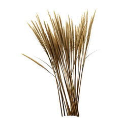 Fototapeta premium Bunch of dried grass stalks with feathery seed heads on a black background graphic design, Isolated On White Background, Png Transparent