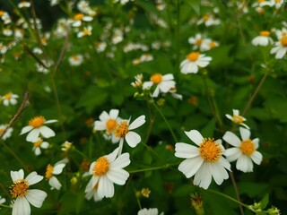 The image depicts a dense cluster of small white flowers with bright yellow centers, blooming amidst lush green foliage. The flowers are scattered throughout the scene