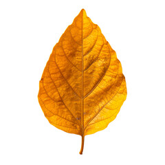Fototapeta premium Dried Yellow Leaf Isolated on Transparent Background