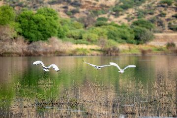Envol de deux ibis et d'une spatule blanche