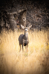 Deer along a prairie background