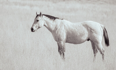 white horse in a field