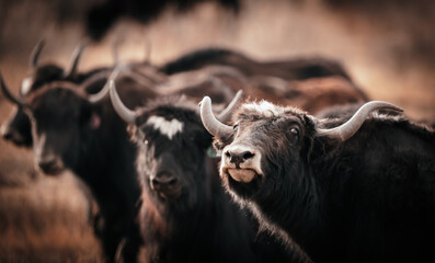 cattle in front of the mountains