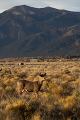 Deer along a prairie background
