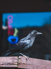 Crow in front of a neon sign
