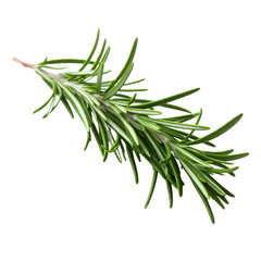 Fototapeta premium Fresh Green Rosemary Sprig with Needle-like Leaves on Black Background herb spice, Isolated On White Background, Png Transparent