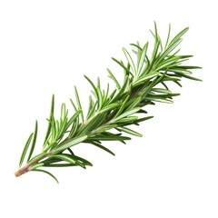 Fototapeta premium Fresh sprig of rosemary with green needles and a woody stem on a black background herb spice, Isolated On White Background, Png Transparent