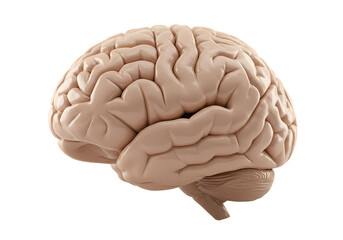 Detailed human brain model for medical and science