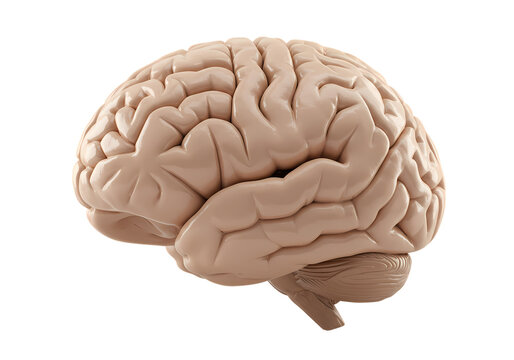 Detailed human brain model for medical and science - Powered by Adobe