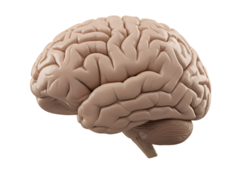 Detailed human brain anatomy, science, health, study