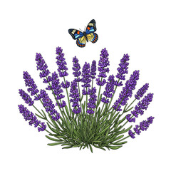 Lavender flower butterfly illustration purple plant garden nature floral spring summer drawing art design on transparent background