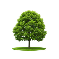Isolated tree green nature foliage plant forest park summer landscape environment outdoor branch leaves wood on transparent background