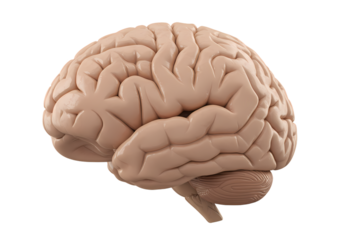 Detailed human brain anatomy, a marvel of science